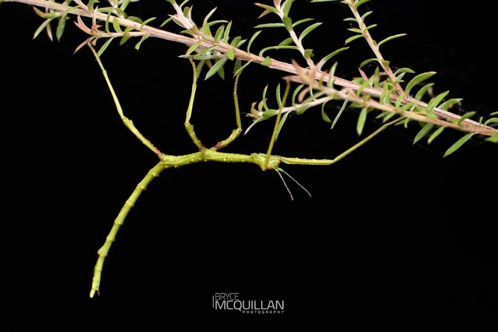 Prickly Stick Insect (Acanthoxyla prasina), Phasmatidae, photographed in New Zealand by Bryce McQuillan