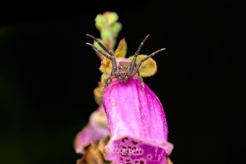 Square-ended Crab Spider (Sidymella angularis), Thomisidae, photographed in New Zealand by Bryce McQuillan