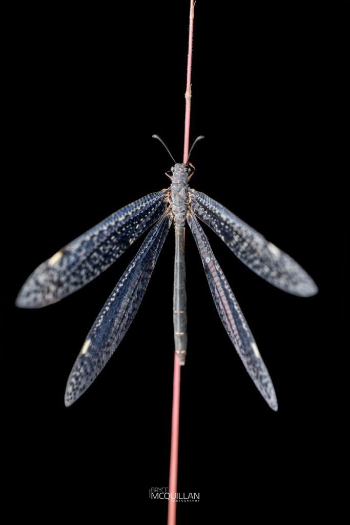 Weeleus acutus, Myrmeleontidae, photographed in New Zealand by Bryce McQuillan