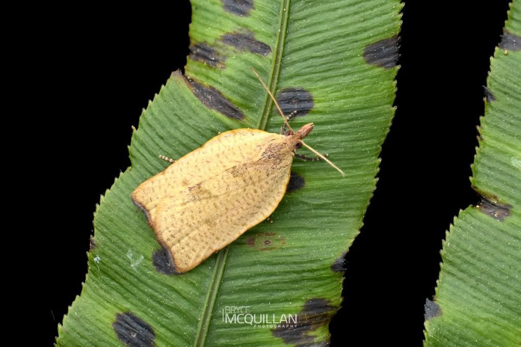 Apoctena flavescens, Tortricidae, photographed in New Zealand by Bryce McQuillan