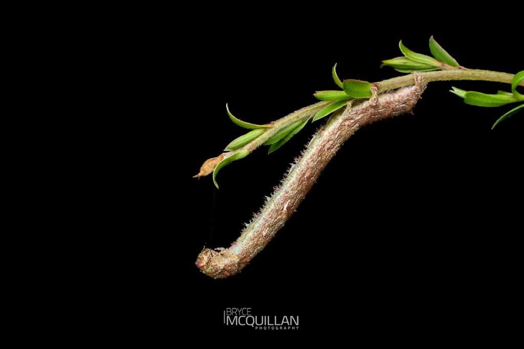 Forest Semilooper (Declana floccosa), Geometridae, photographed in New Zealand by Bryce McQuillan