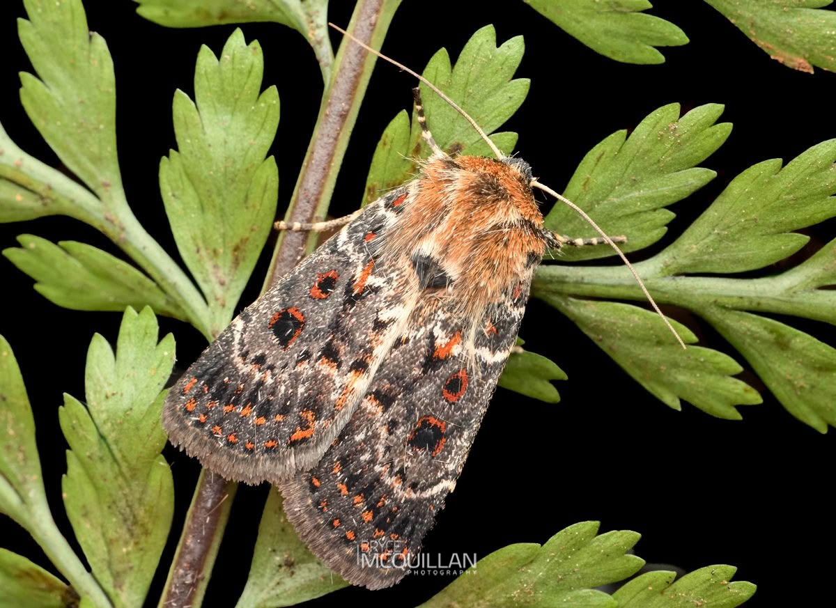 Blood-spotted Noctuid (Peripyra sanguinipuncta), Noctuidae, photographed in New Zealand by Bryce McQuillan