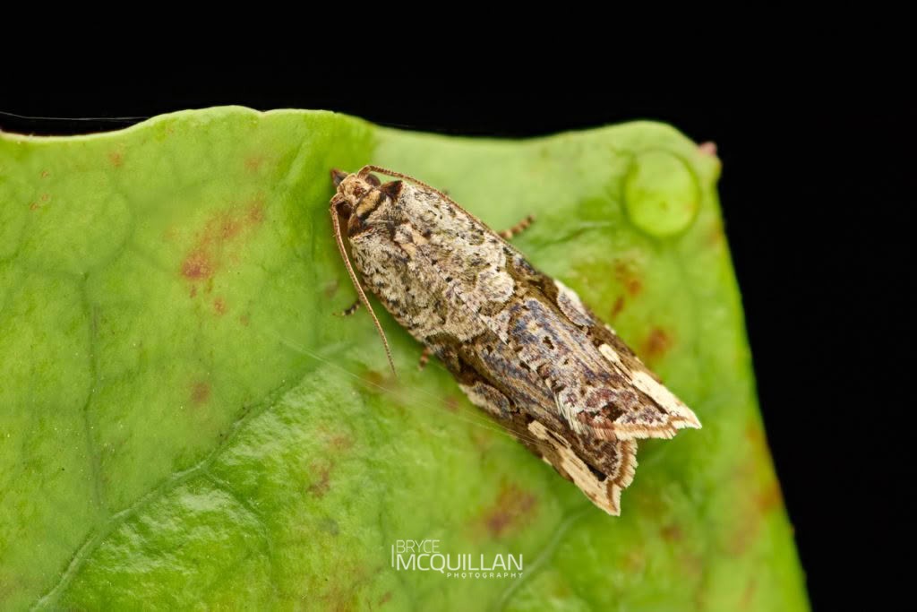 Sharp-Tipped Bell Moth (Epalxiphora axenana), Tortricidae, photographed in New Zealand by Bryce McQuillan