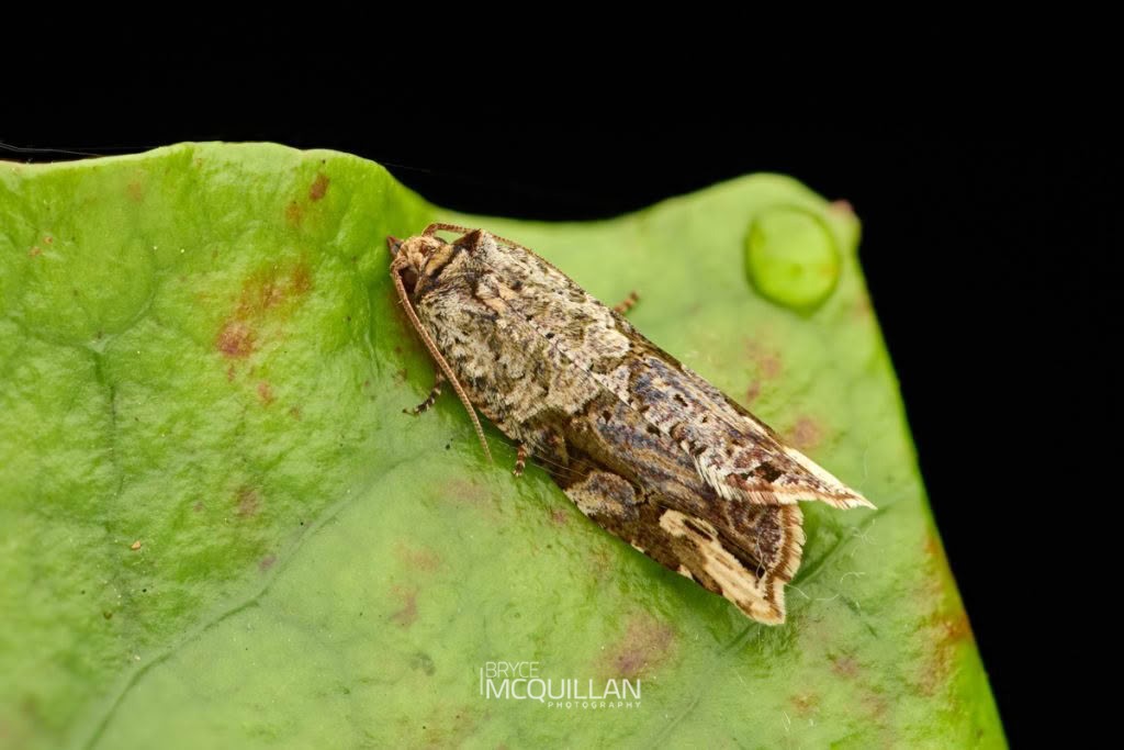 Sharp-Tipped Bell Moth (Epalxiphora axenana), Tortricidae, photographed in New Zealand by Bryce McQuillan