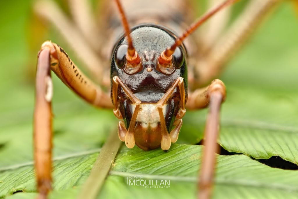 Auckland Tree Weta (Hemideina thoracica), Anostostomatidae, photographed in New Zealand by Bryce McQuillan