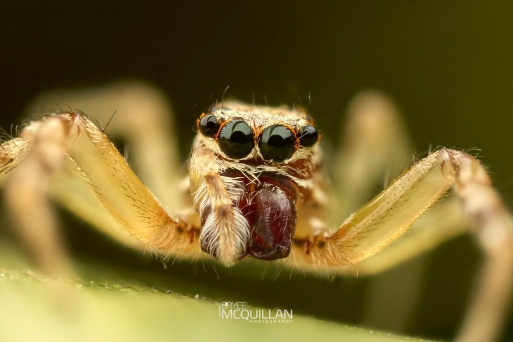 Helpis minitabunda, Salticidae, photographed in New Zealand by Bryce McQuillan