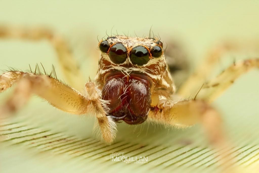 Helpis minitabunda, Salticidae, photographed in New Zealand by Bryce McQuillan