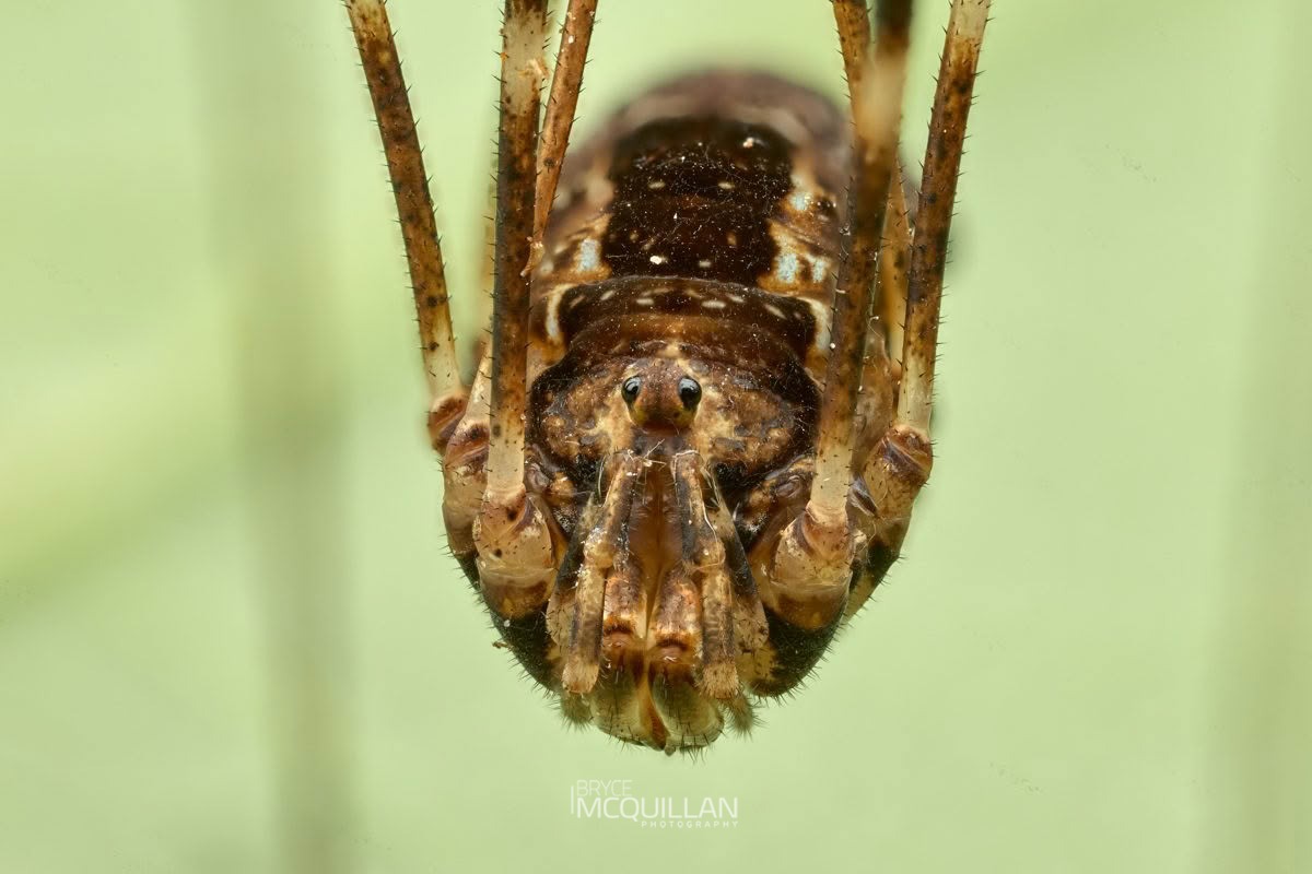 Puwere pureora, Neopilionidae, photographed in New Zealand by Bryce McQuillan