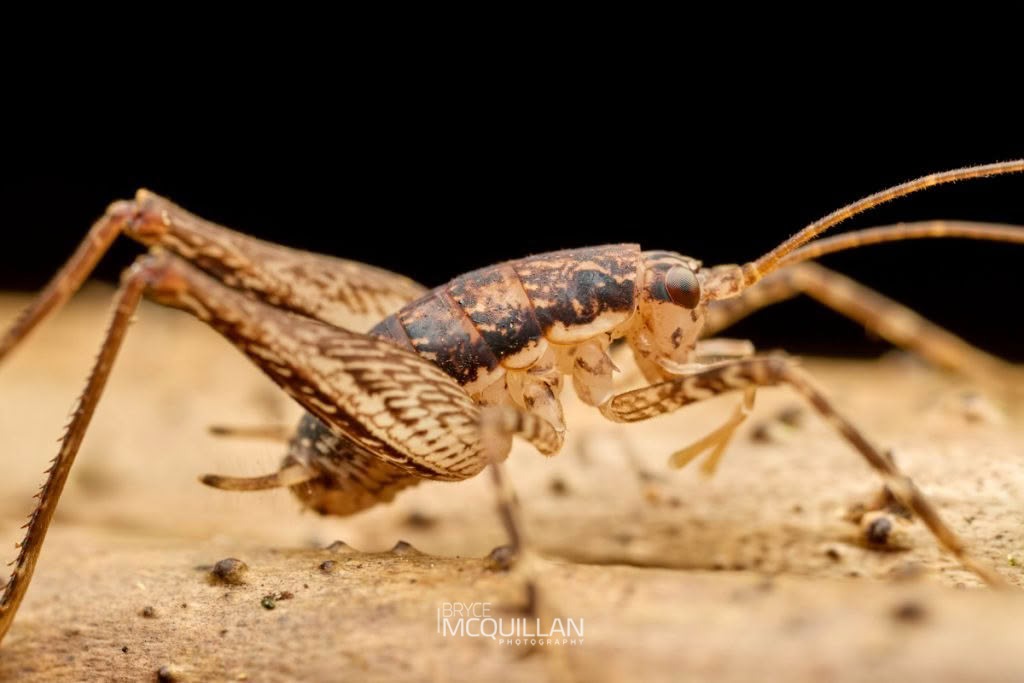 Auckland Tree Weta (Neonetus spp), Rhaphidophoridae, photographed in New Zealand by Bryce McQuillan