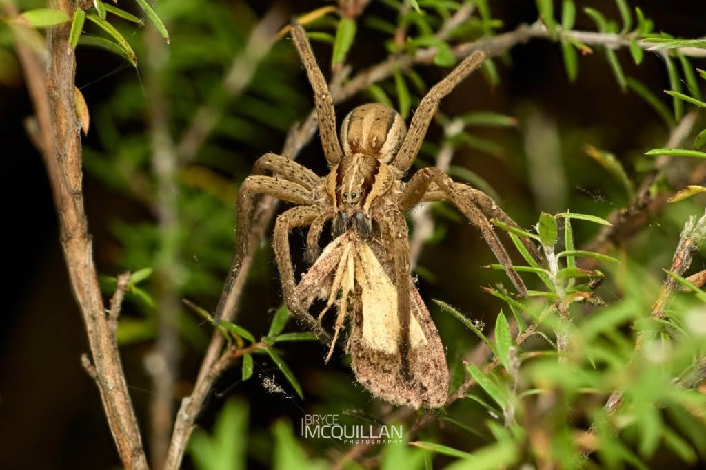 New Zealand Nursery Web Spider (Dolomedes minor), Dolomedidae, photographed in New Zealand by Bryce McQuillan