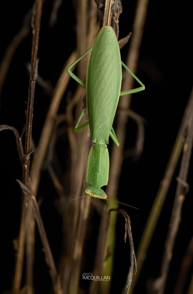 New Zealand Mantis (Orthodera novaezealandiae), Mantidae, photographed in New Zealand by Bryce McQuillan
