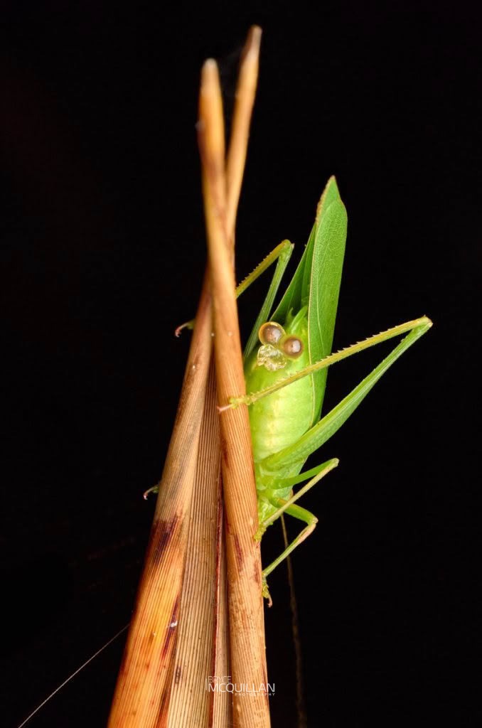 Common Garden Katydid (Caedicia simplex), Tettigoniidae, photographed in New Zealand by Bryce McQuillan