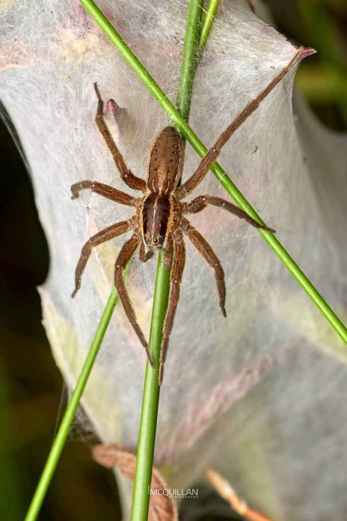 New Zealand Nursery Web Spider (Dolomedes minor), Dolomedidae, photographed in New Zealand by Bryce McQuillan