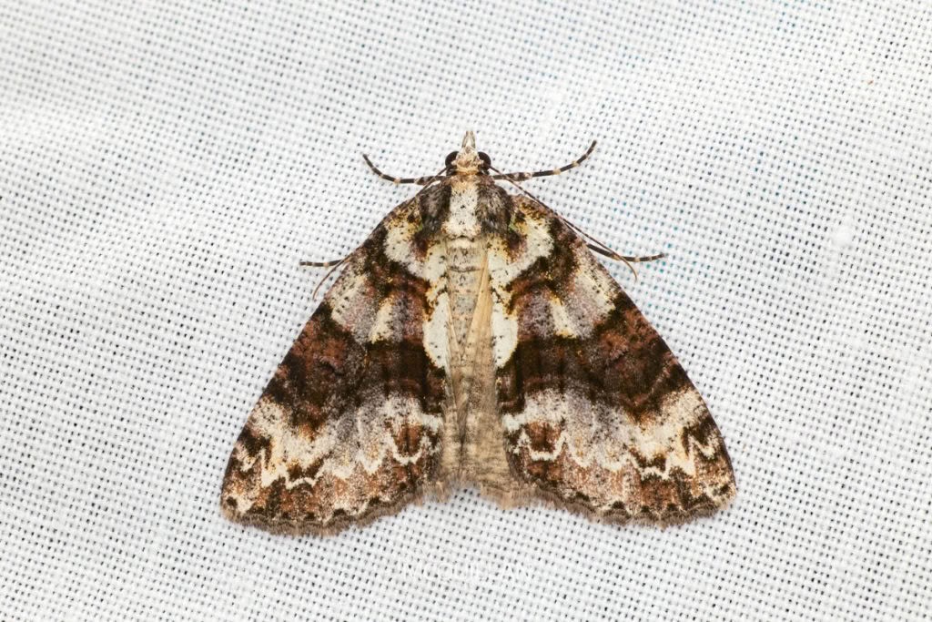 Common Forest Looper (Pseudocoremia suavis), Geometridae, photographed in New Zealand by Bryce McQuillan