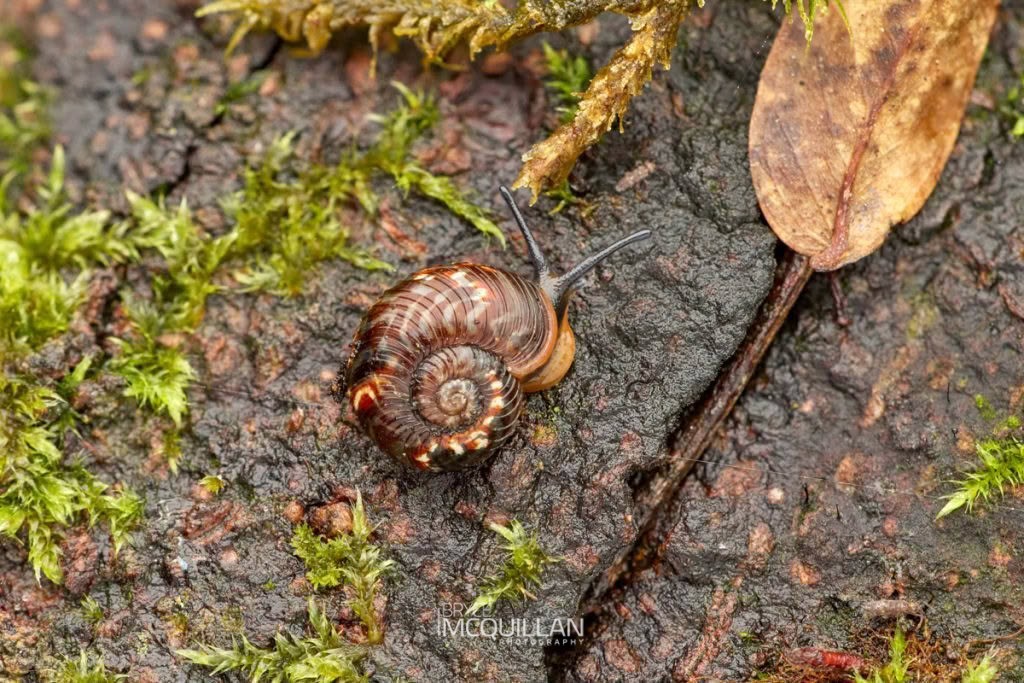 Snails of New Zealand, photographed in New Zealand by Bryce McQuillan