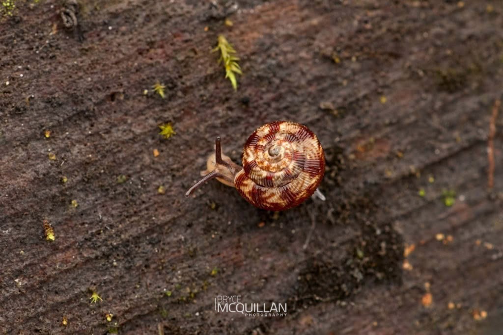 Snails of New Zealand, photographed in New Zealand by Bryce McQuillan