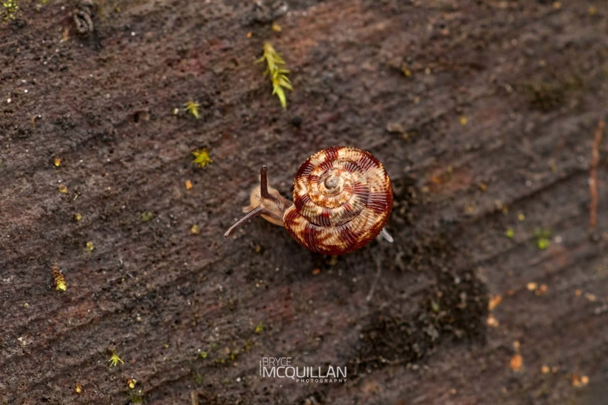 Snails of New Zealand, photographed in New Zealand by Bryce McQuillan