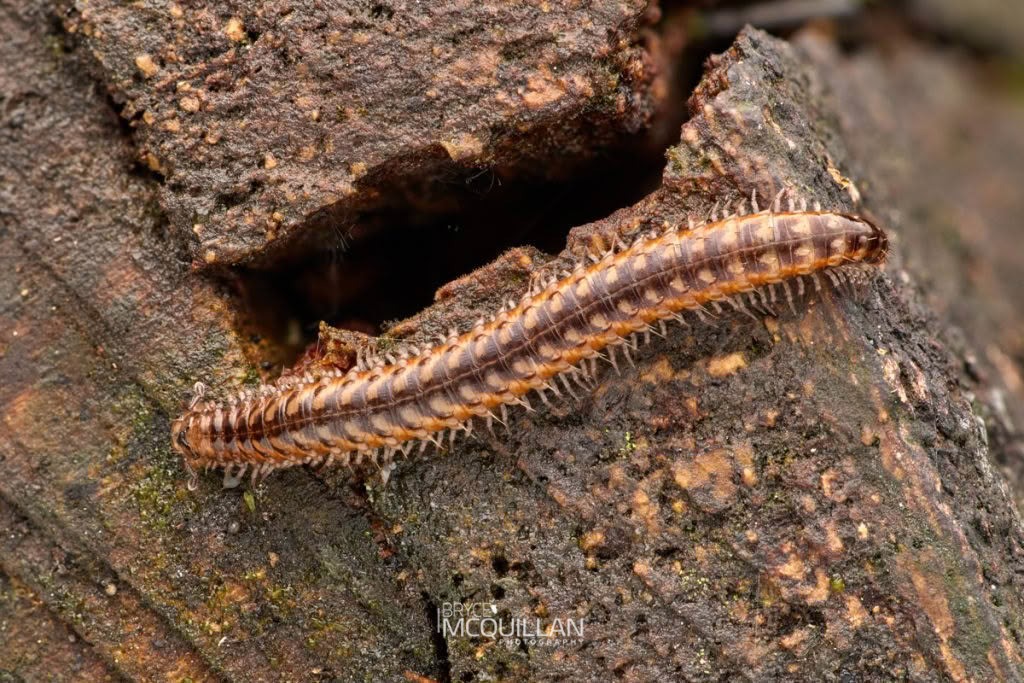 Schedotrigona spp, Metopidiotrichidae, photographed in New Zealand by Bryce McQuillan