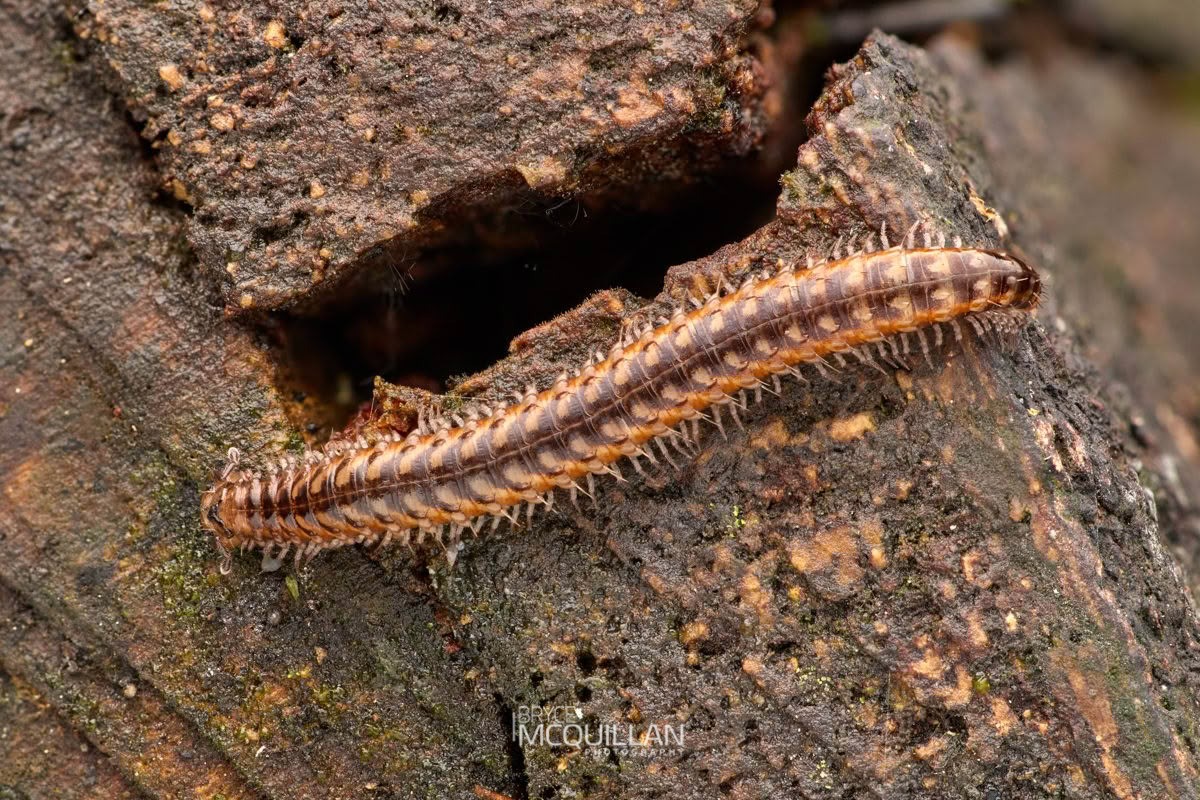 Schedotrigona spp, Metopidiotrichidae, photographed in New Zealand by Bryce McQuillan