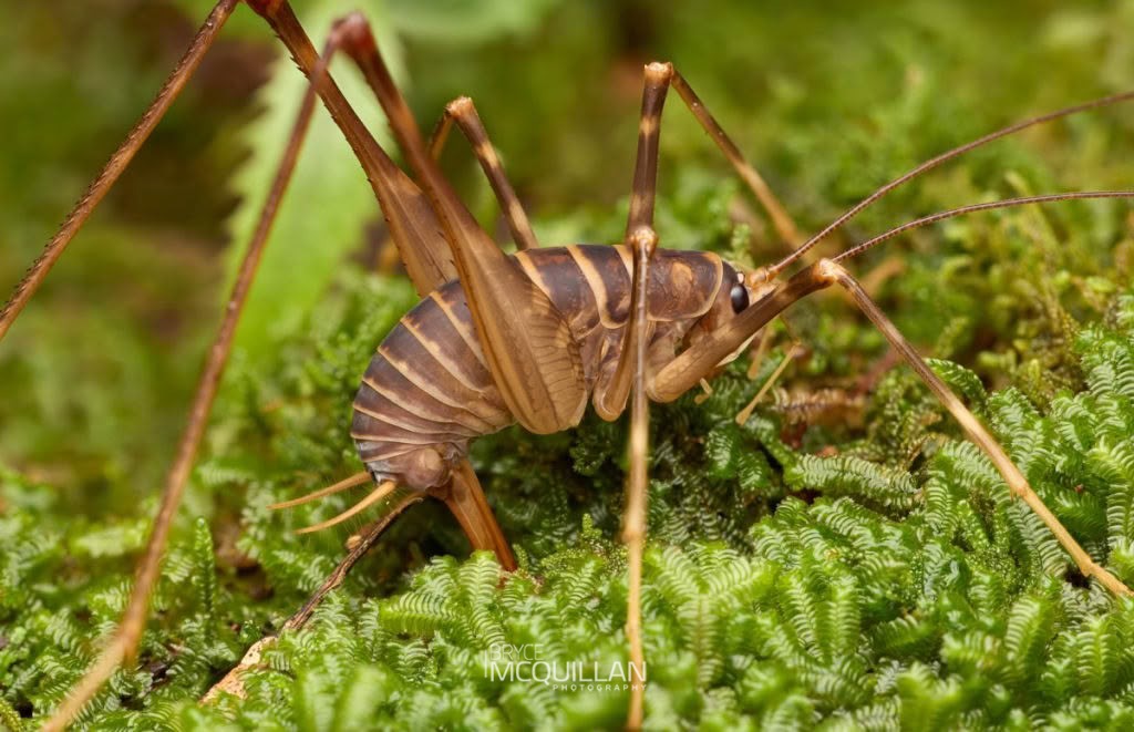 Auckland Cave Wētā (Pachyrhamma acanthocera), Rhaphidophoridae, photographed in New Zealand by Bryce McQuillan