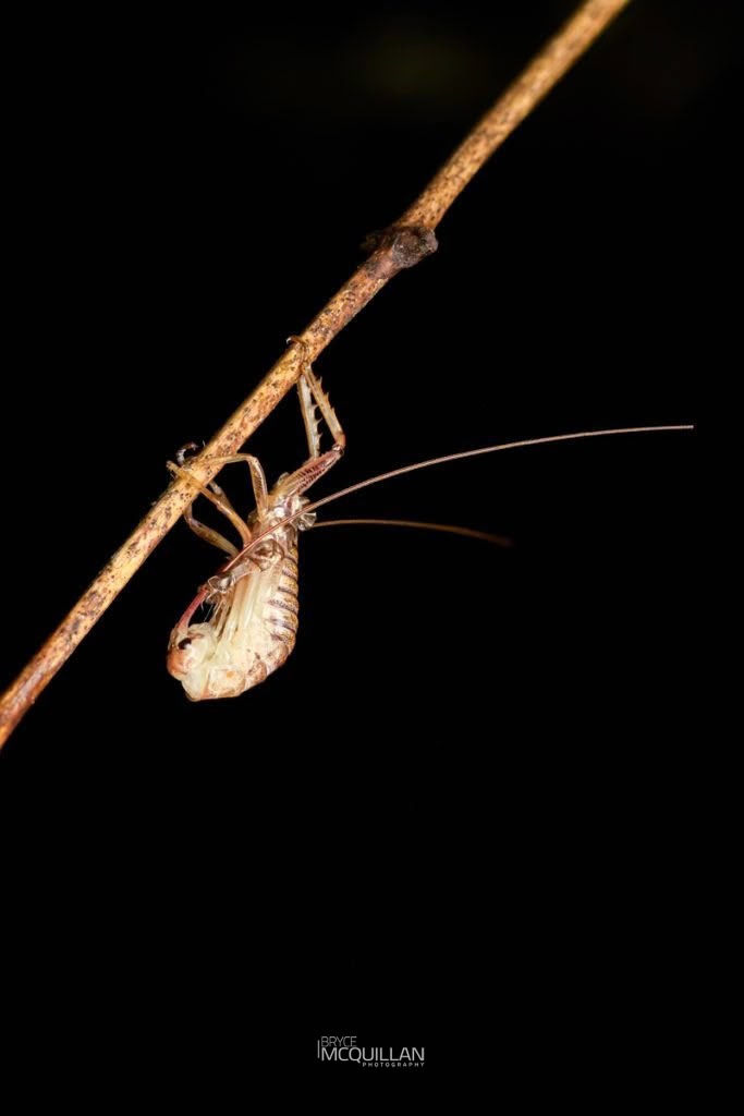 Auckland Tree Weta (Hemideina thoracica), Anostostomatidae, photographed in New Zealand by Bryce McQuillan