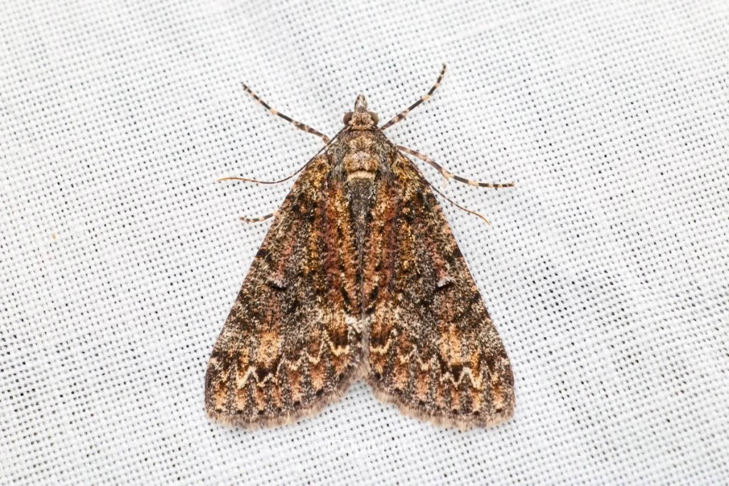 Common Forest Looper (Pseudocoremia suavis), Geometridae, photographed in New Zealand by Bryce McQuillan