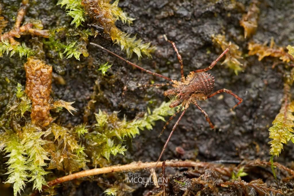 Algidia sp, Triaenonychidae, photographed in New Zealand by Bryce McQuillan