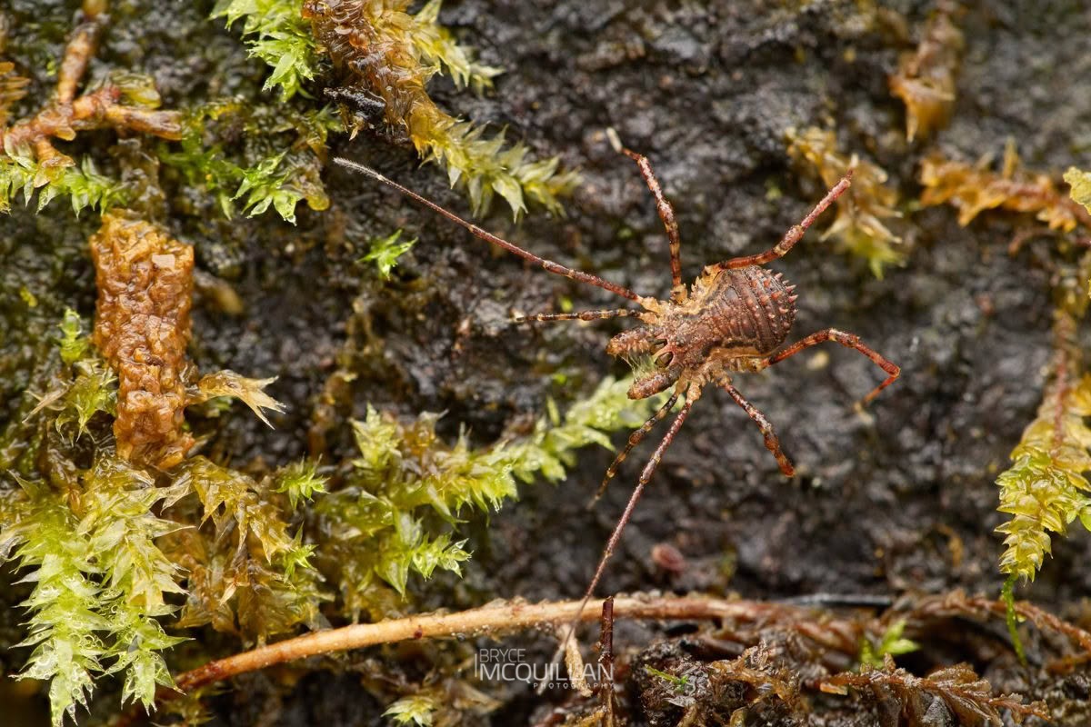 Algidia sp, Triaenonychidae, photographed in New Zealand by Bryce McQuillan