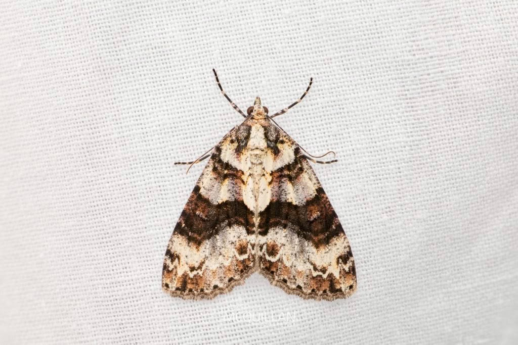 Common Forest Looper (Pseudocoremia suavis), Geometridae, photographed in New Zealand by Bryce McQuillan