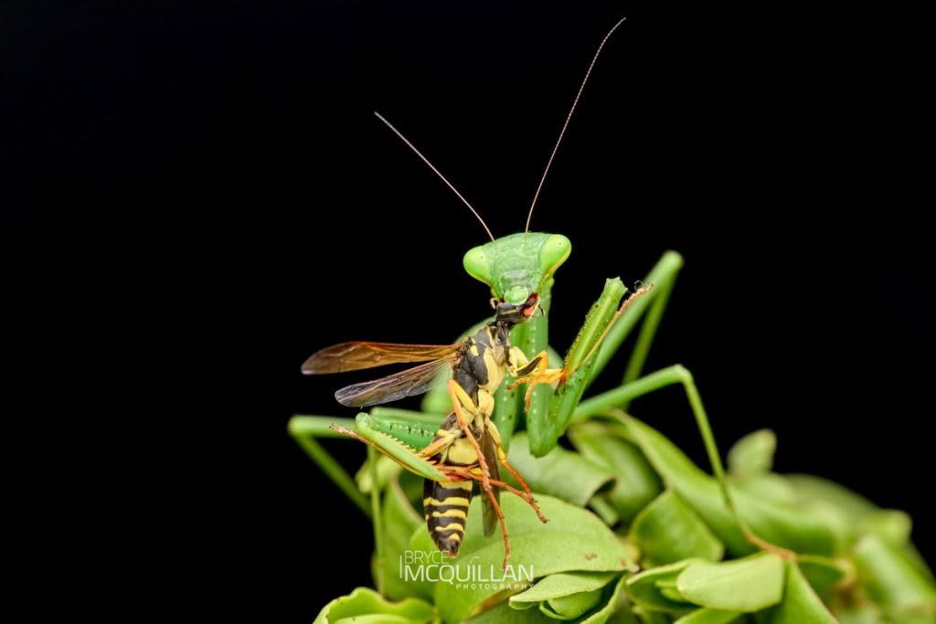 South African Mantis (Miomantis caffra), Miomantidae, photographed in New Zealand by Bryce McQuillan