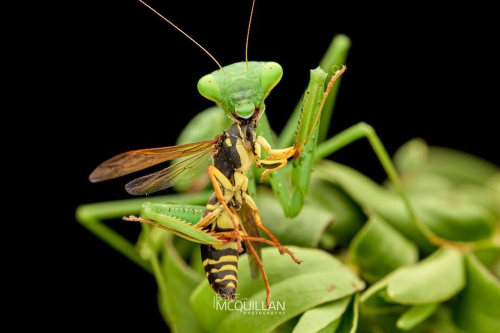 South African Mantis (Miomantis caffra), Miomantidae, photographed in New Zealand by Bryce McQuillan