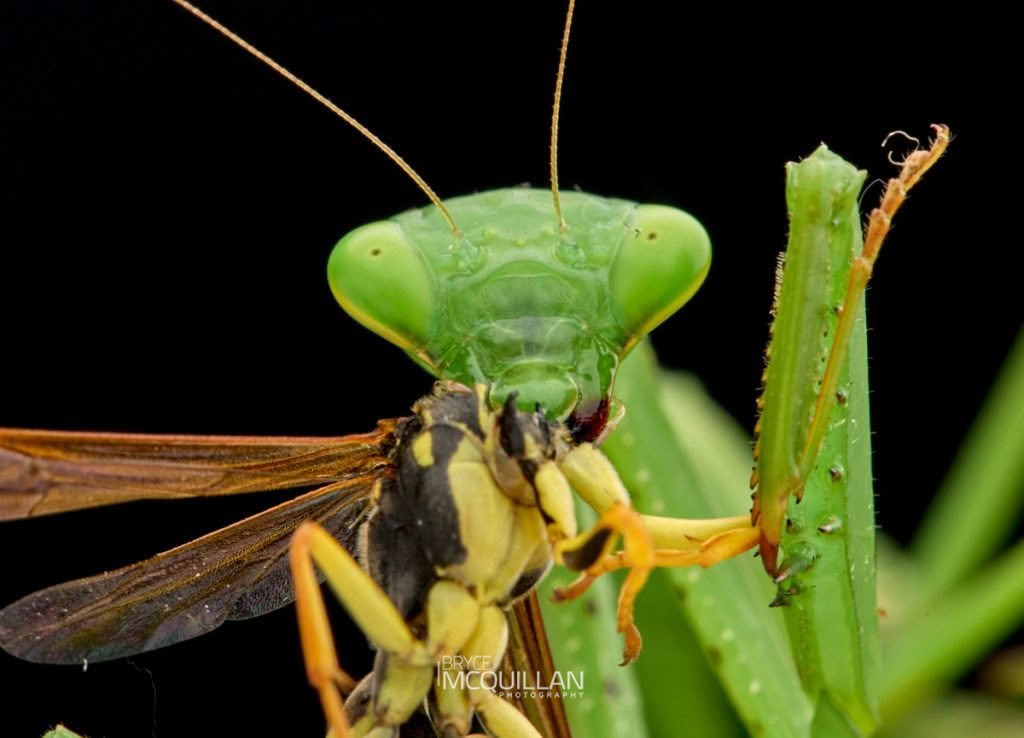 South African Mantis (Miomantis caffra), Miomantidae, photographed in New Zealand by Bryce McQuillan