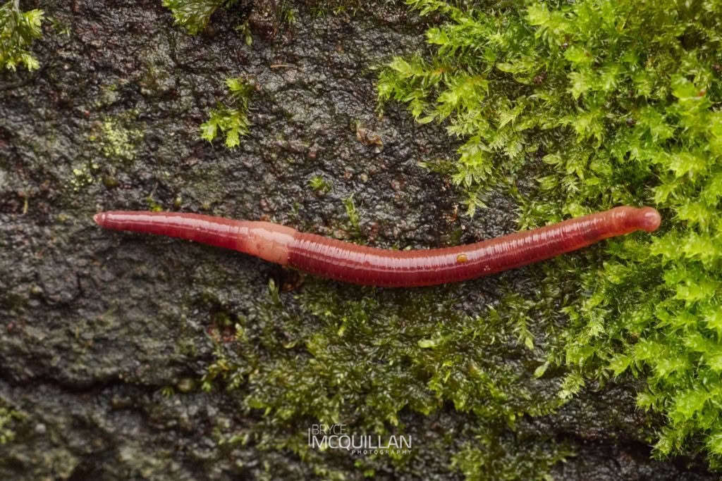 Earth worm, photographed in New Zealand by Bryce McQuillan