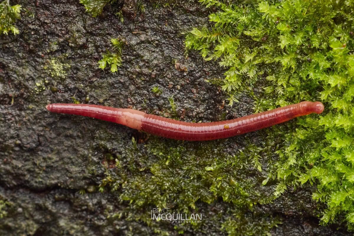 Earth worm, photographed in New Zealand by Bryce McQuillan