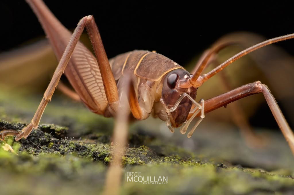 Pachyrhamma longipes, Rhaphidophoridae, photographed in New Zealand by Bryce McQuillan