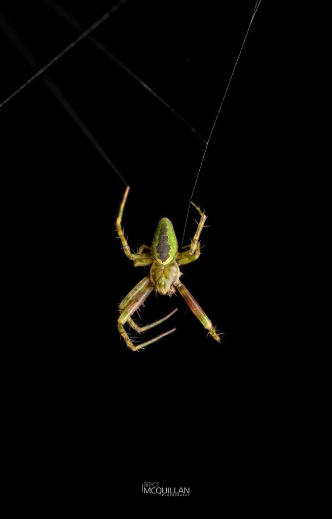 Colaranea melanoviridi, photographed in New Zealand by Bryce McQuillan