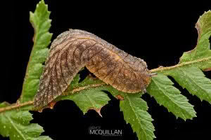 Slugs of, photographed in New Zealand by Bryce McQuillan