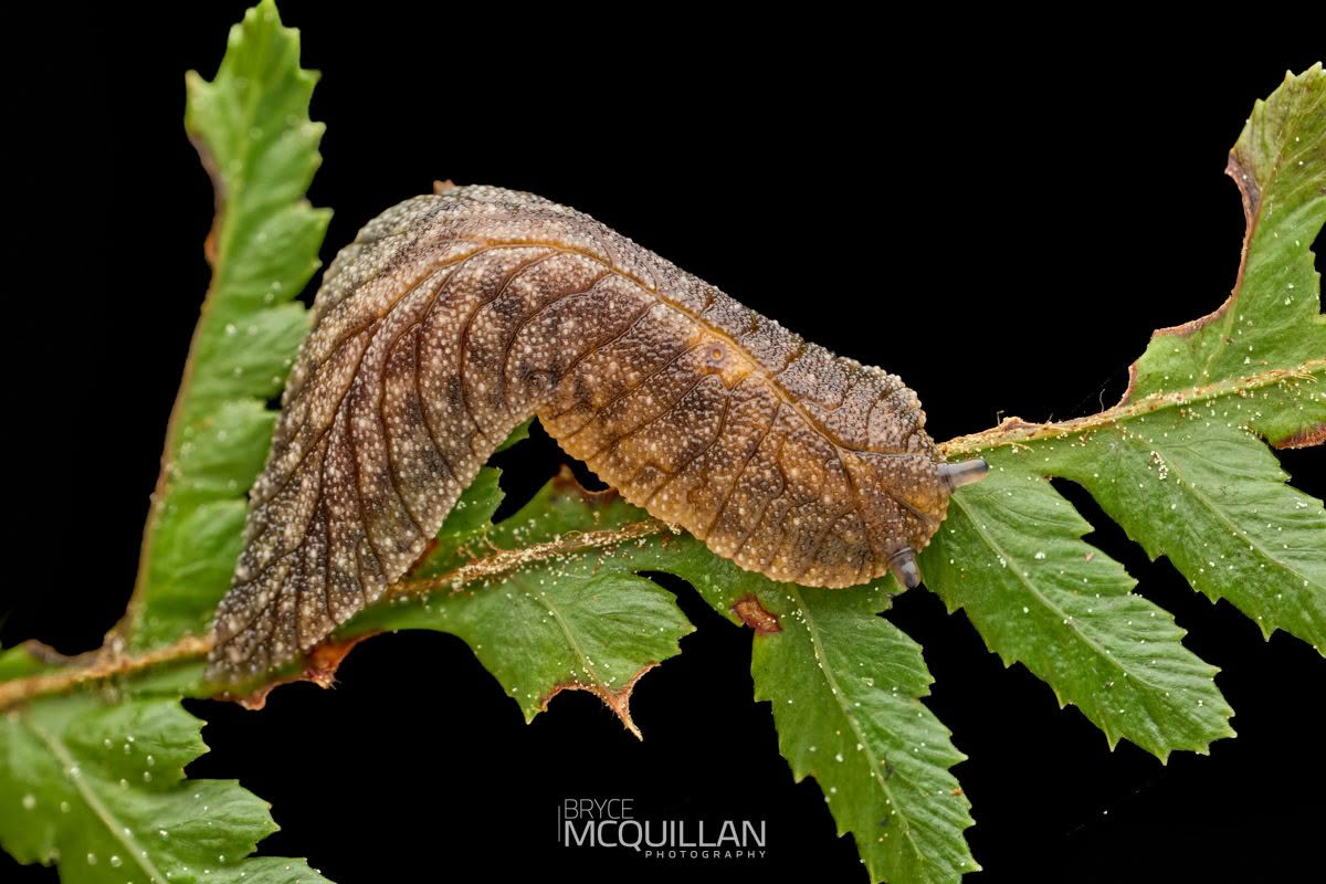 Slugs of, photographed in New Zealand by Bryce McQuillan