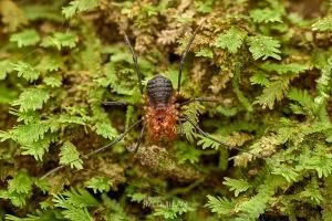 Sorensenella rotara, Triaenonychidae, photographed in New Zealand by Bryce McQuillan