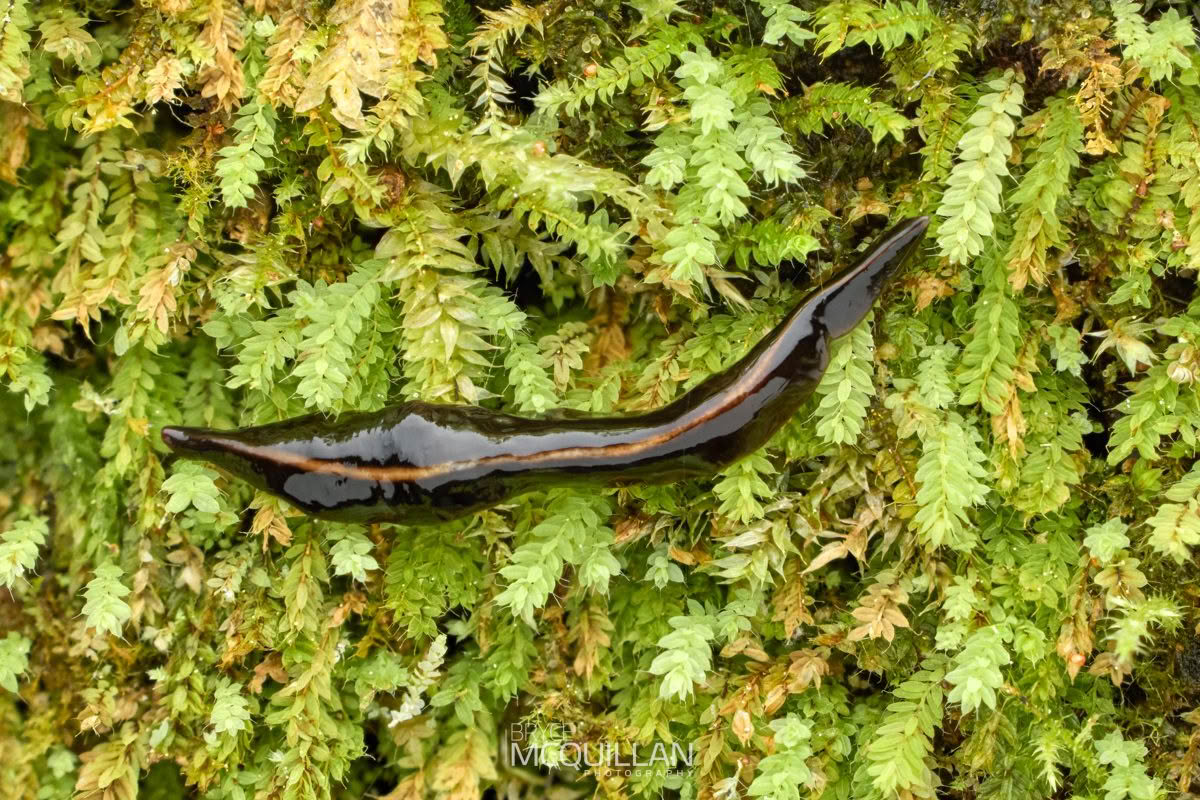 Flatworm’s of New Zealand, photographed in New Zealand by Bryce McQuillan