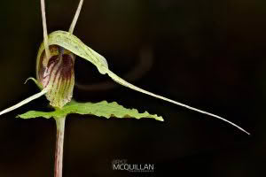 Dancing Spider Orchid (Corybas acuminatus), Orchidaceae, photographed in New Zealand by Bryce McQuillan