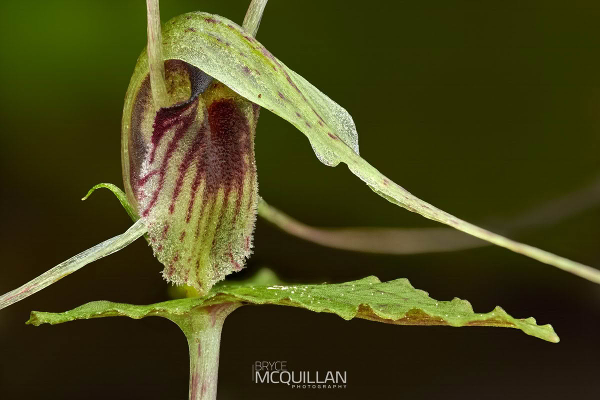 Dancing Spider Orchid (Corybas acuminatus), Orchidaceae, photographed in New Zealand by Bryce McQuillan