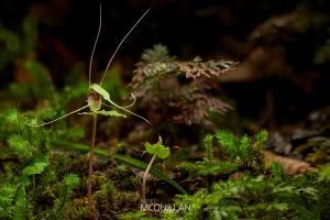 Dancing Spider Orchid (Corybas acuminatus), Orchidaceae, photographed in New Zealand by Bryce McQuillan