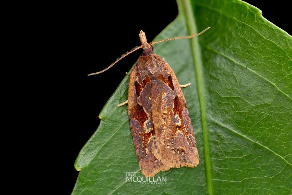 Blacklegged Leafroller (Planotortrix notophaea), Tortricidae, photographed in New Zealand by Bryce McQuillan