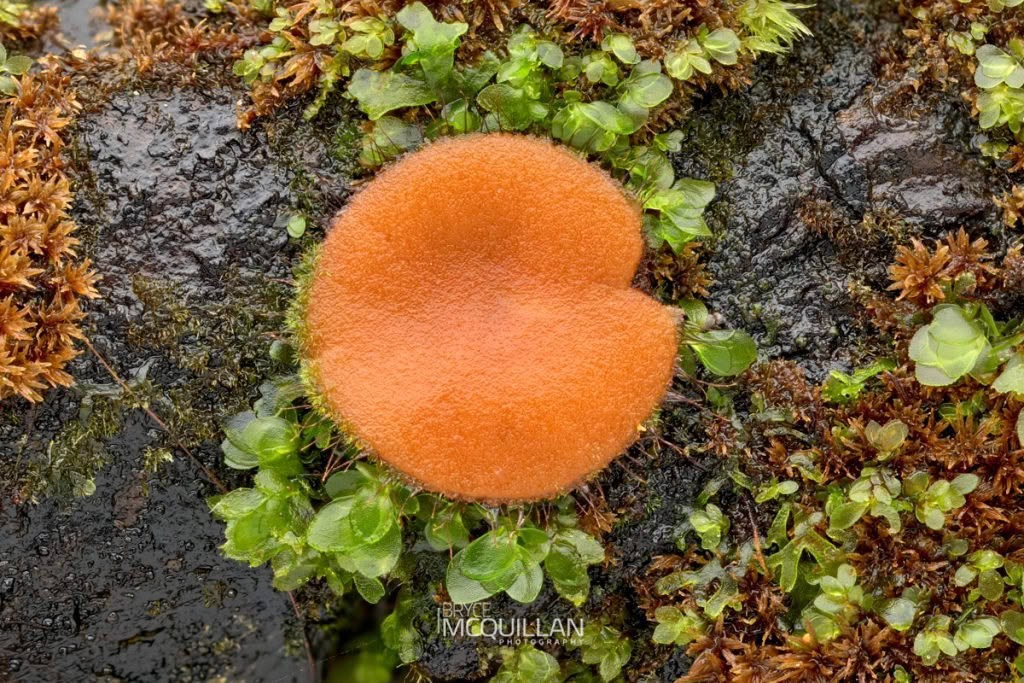 Eyelash Cups (Scutellinia sp), Pyronemataceae, photographed in New Zealand by Bryce McQuillan