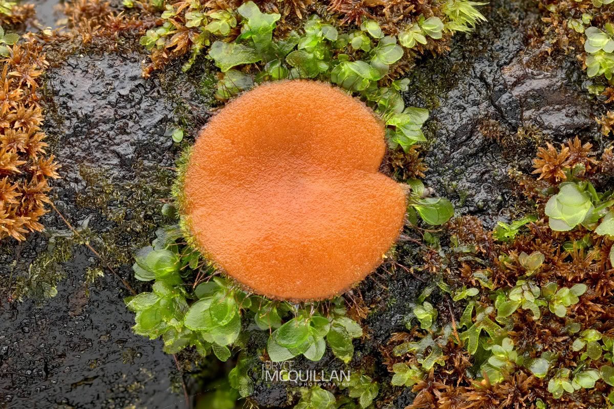 Eyelash Cups (Scutellinia sp), Pyronemataceae, photographed in New Zealand by Bryce McQuillan