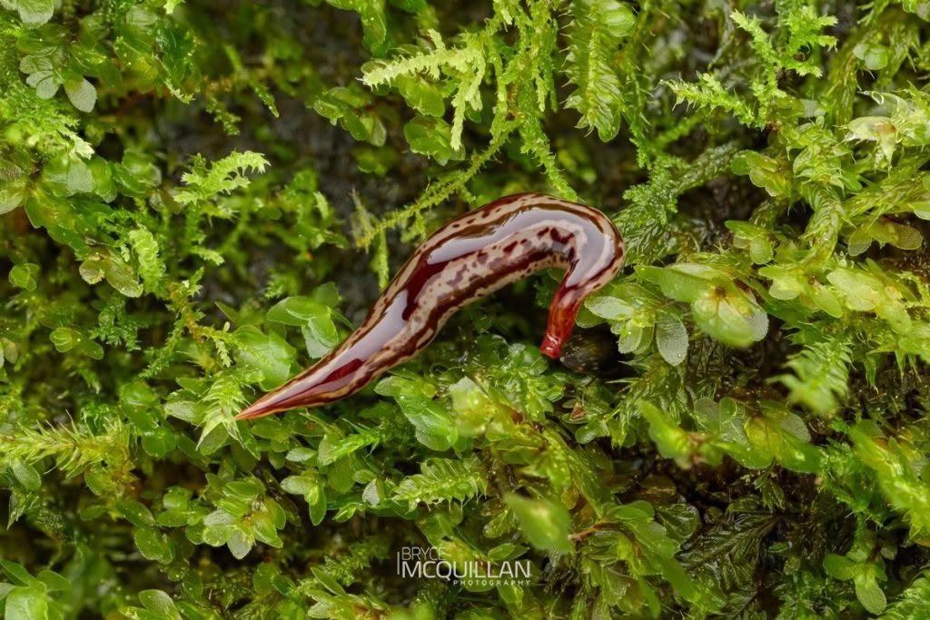 Geoplanidae sp, Geoplanidae, photographed in New Zealand by Bryce McQuillan