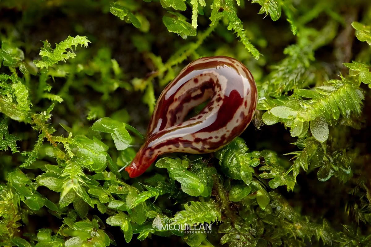 Geoplanidae sp, Geoplanidae, photographed in New Zealand by Bryce McQuillan