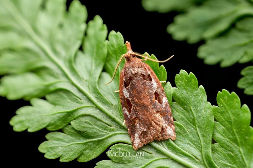 Blacklegged Leafroller (Planotortrix notophaea), Tortricidae, photographed in New Zealand by Bryce McQuillan