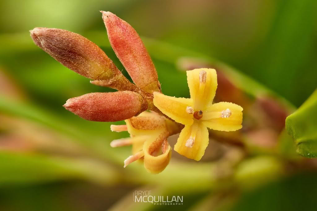 Toru (Toronia toru), photographed in New Zealand by Bryce McQuillan
